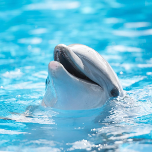 Save $50 on two visits to our Sea World Parks Orlando