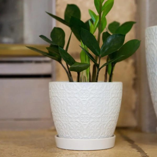 5.75 in. Matte White Catheral Ceramic Pot with Saucer