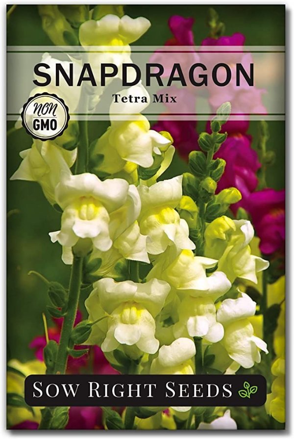 Right Seeds - Tetra Mix Snapdragon Flower Seeds for Planting, Beautiful Flowers to Plant in Your Garden; Non-GMO Heirloom Seeds; Wonderful Gardening Gifts (1)