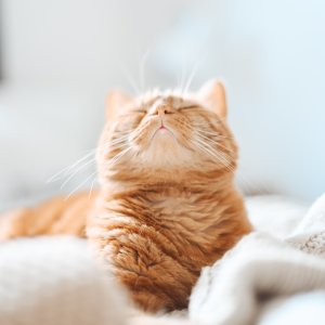 up to 65% offPetco Cat supplies Clearance