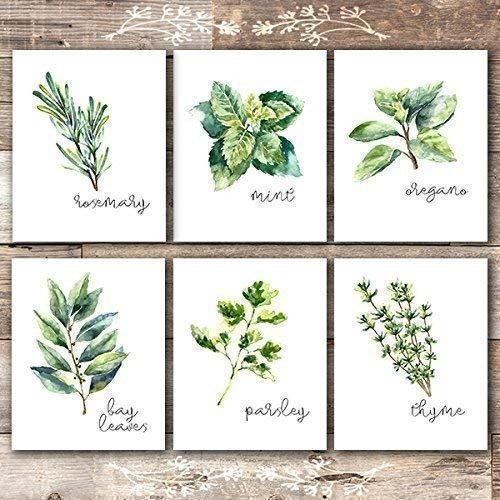 Kitchen Herbs Art Prints - Botanical Prints - (Set of 6) - Unframed - 8x10s