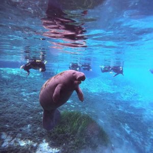 Three-Hour Manatee Snorkeling Tour from Adventure Diving