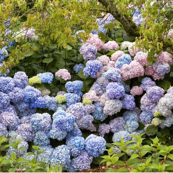 Nikko Blue Hydrangea Bare Root Perennials Blue Hydrangea | Etsy