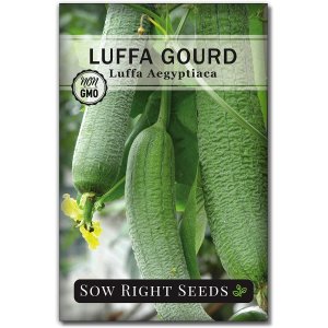 Right Seeds - Luffa Gourd Seed for Planting - Non-GMO Heirloom Packet with Instructions to Plant a Home Vegetable Garden - Great Gardening Gift (1)