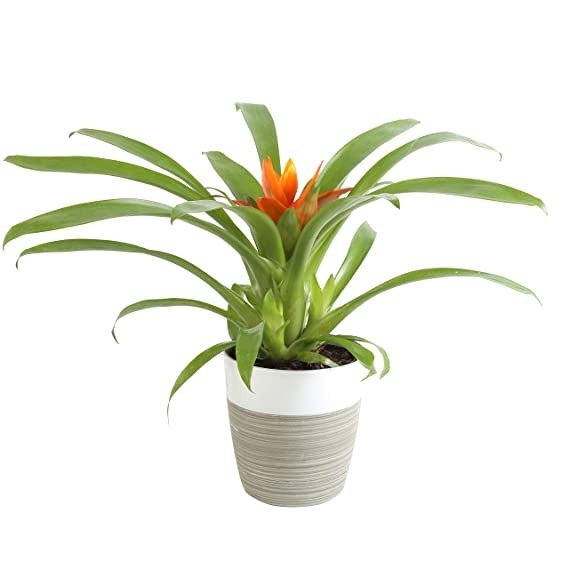 Flowering Bromeliad Indoor Plant Color - Grower's Choice 12-Inches Tall White-Neutral Decor Planter