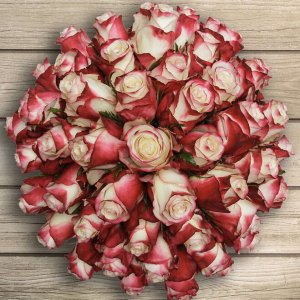 Pre-Order 50 Stem Valentine's Day Bi-Color Roses