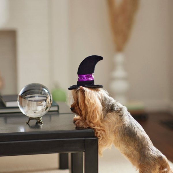 FRISCO Midnight Witch Dog & Cat Hat, Medium/Large - Chewy.com