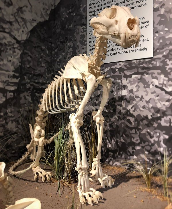 奥兰多骨骼学及骨骼博物馆