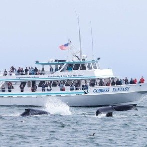 Up to 19% Off Whale Watching Tours at Sea Goddess Whale Watching