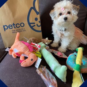 Petco same day delivery sale