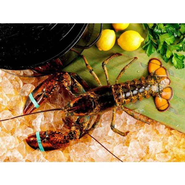 Lobster - Live, North American, Cold Water, Wild, Hardshell, 2lb
