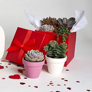 Today Only: select Shop Succulents @ Amazon.com