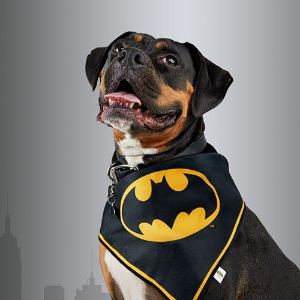 Marvel & DC Comics Collections Pet Products on Sale