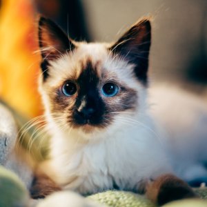 PetSmart Selected Cat Mats & Liners on Sale