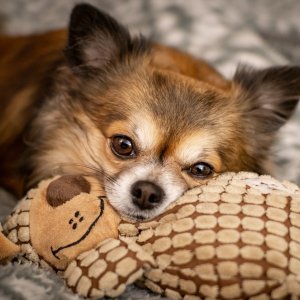 Select Dog Toys on Sale @ Petco
