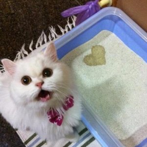 40lb Precious Cat Litter - various retailers