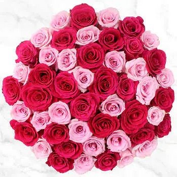 情人节红色和粉色玫瑰 50支