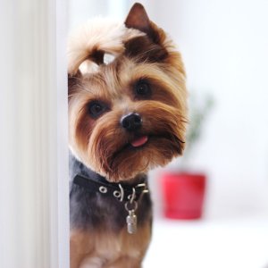 PetCareSupplies Dog Flea & Tick Prevention Collar on Sale