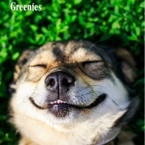 Greenies Pet Dental Treats On Sale