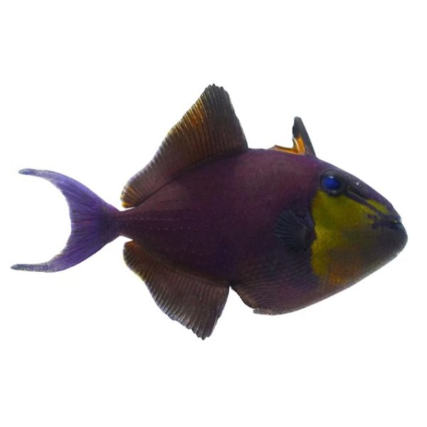 Red-Toothed Trigger (Odonus niger) - Small | Petco