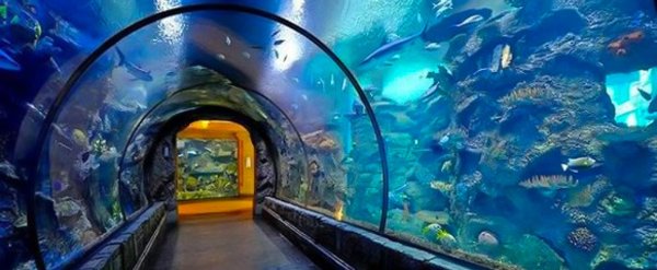 Shark Reef Aquarium 鲨鱼礁水族馆门票
