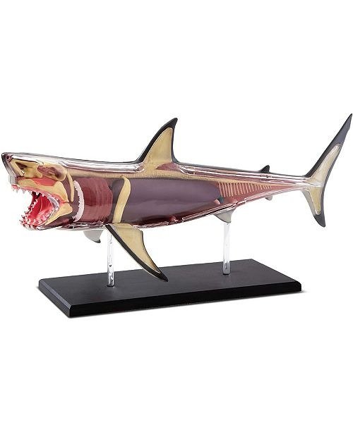 鲨鱼解构模型