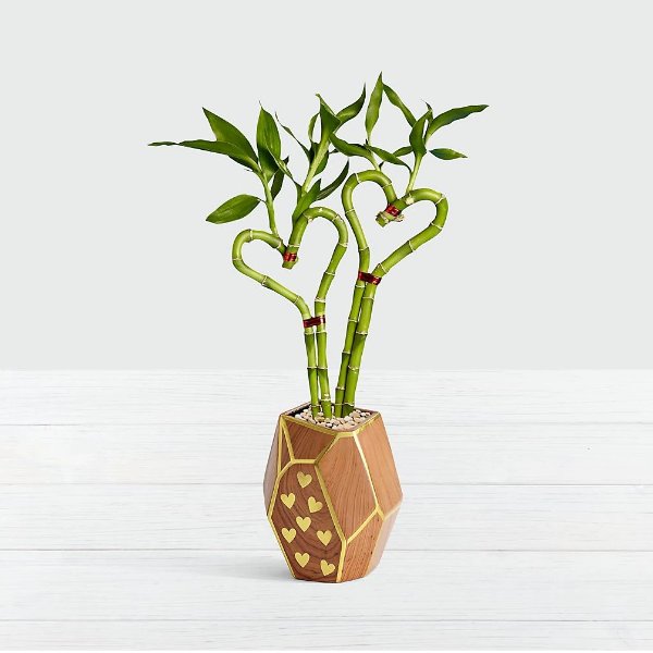 In My Heart Bamboo Plant in Sweetheart Geometric Vase