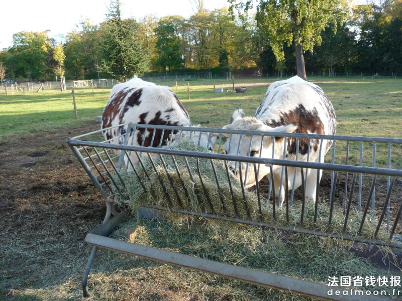 Les_vaches_parisiennes