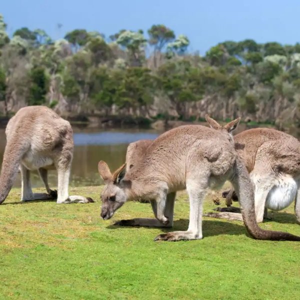 Images of Australia with Kangaroo Island, Ayers Rock & Great Barrier Reef