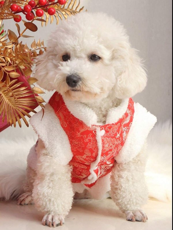 1pc Polyester Tang Suit Style Warm Coat And Vest For Small Dog And Cat To Wear In Autumn And Winter, Chinese New Year