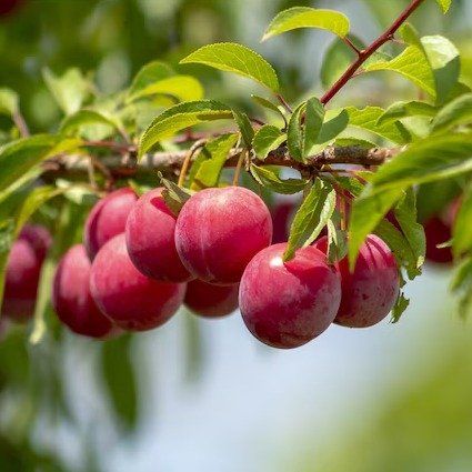 Online Orchards Beauty Plum Tree - Prunus domestica - Fast Growing Fruit Tree - Attracts Pollinators - Zone 6 - Full Sun - Bare Root - 3 Feet Tall