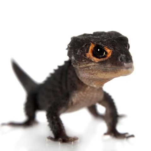 Reptiles petco hot sale