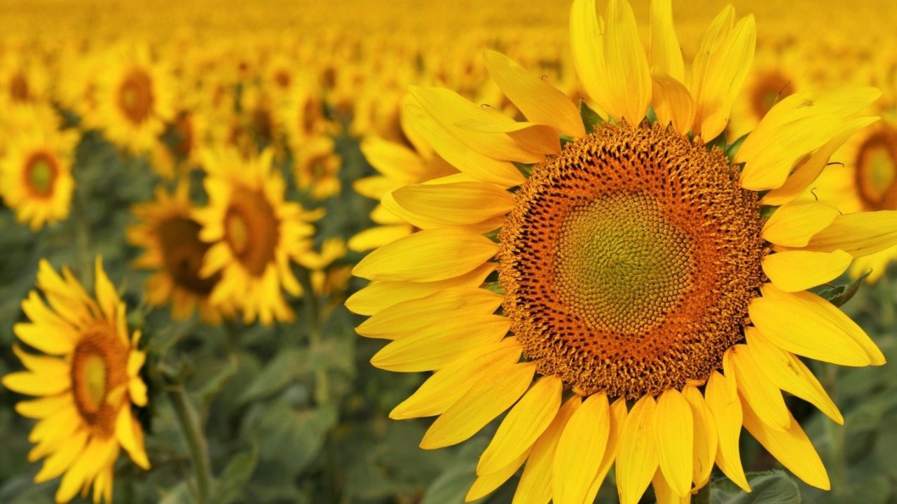 英国向日葵花田推荐2022 | Sunflower Field | 7-8月正值花期！-英国省钱快报Dealmoon.co.uk 攻略