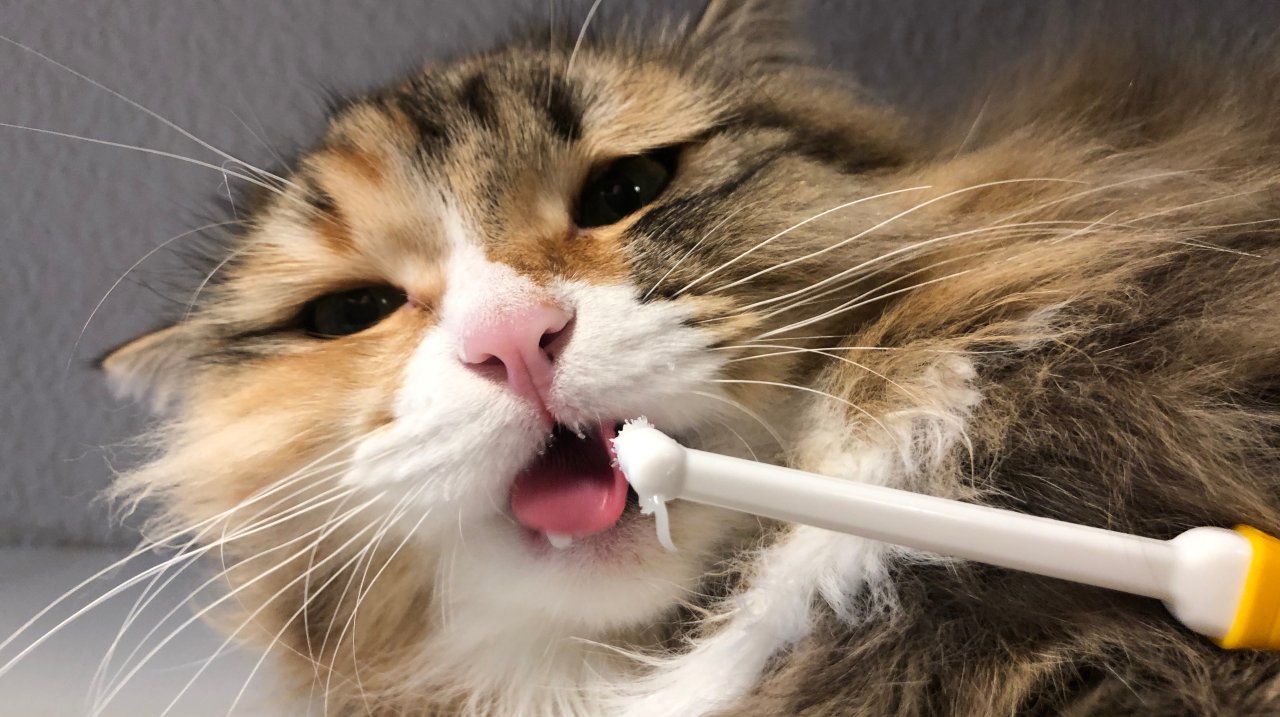 猫咪护理手册：猫咪刷牙