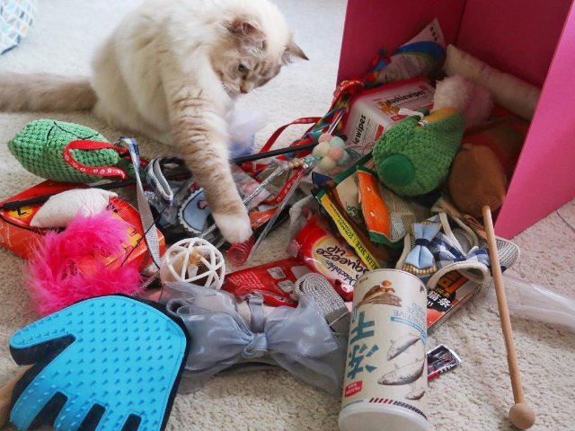 养猫最全面购物清单, 新手铲屎官备...