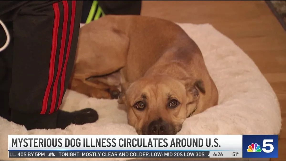 警告！美国出现犬类罕见神秘呼吸道疾病，对抗生素无反应，严重可致命！