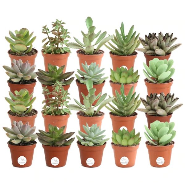 Costa Farms 20-Pack Succulent in 2-in Tray Lowes.com