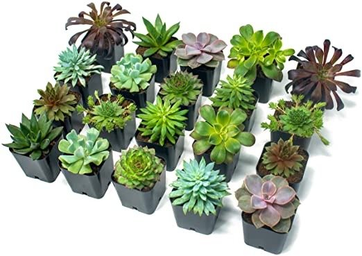 Succulent Plants (20 Pack) Fully Rooted in Planter Pots with Soil | Real Live Potted Succulents / Unique Indoor Cactus Decor by Plants for Pets