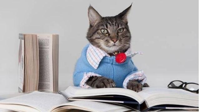 最新猫咪智商排名，猫奴们每天被智商碾压的日子何时能到头？