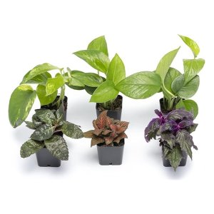 Altman Plants Live Houseplants