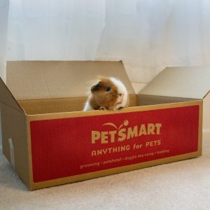 SAVE 20%Petsmart Sitewide sale Online only