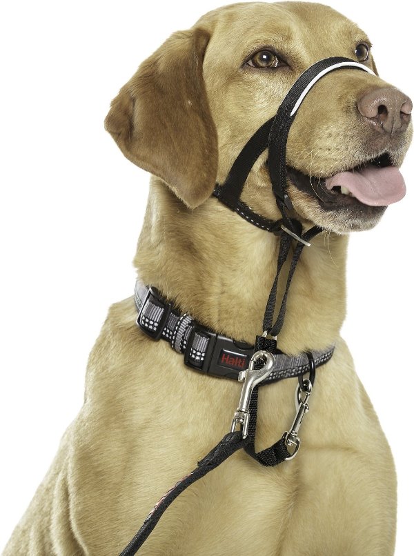 Dog Headcollar, Black, Size 3 - Chewy.com
