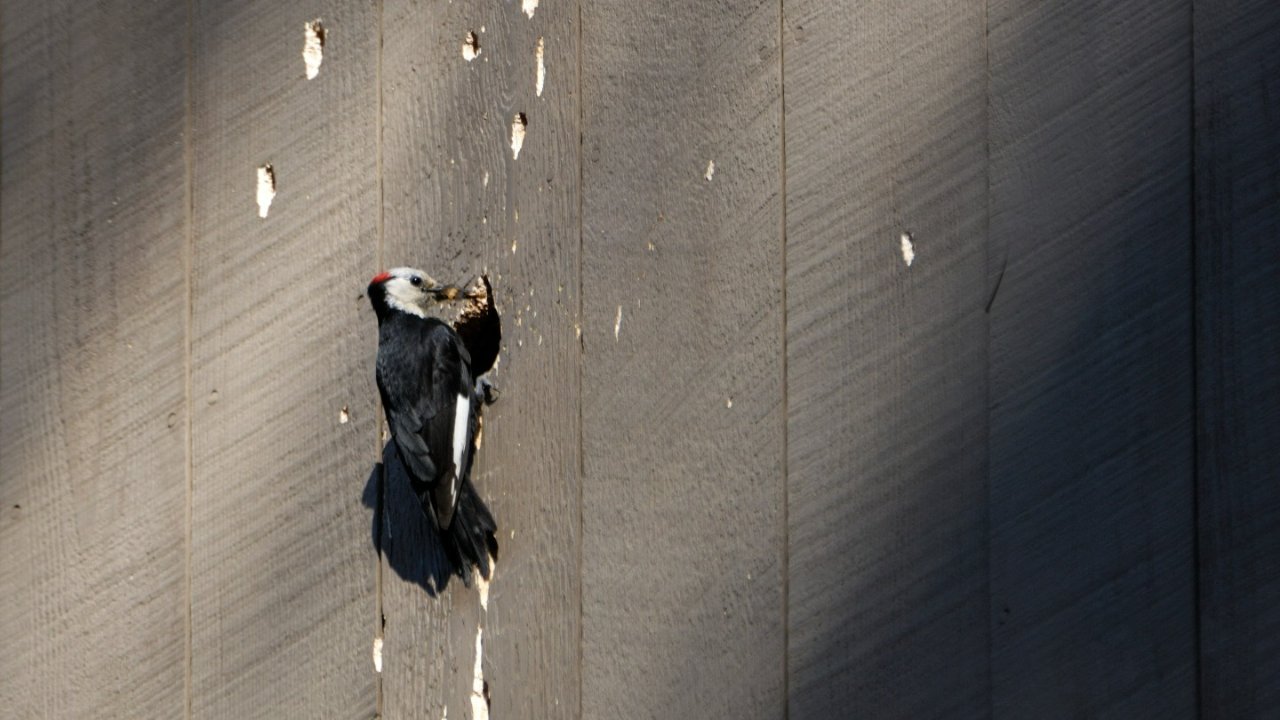 啄木鸟啄房子怎么办？美国房屋维护Tips：如何摆脱啄木鸟？