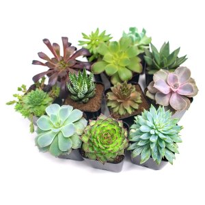 Plants for Pets Store Succulent Plants (12 Pack) Fully Rooted in Planter Pots with Soil