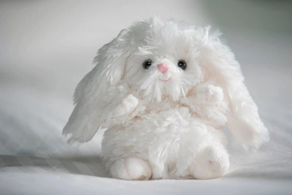 白色蝴蝶结小兔兔