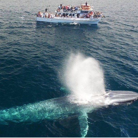 加州Newport Beach 观鲸游览