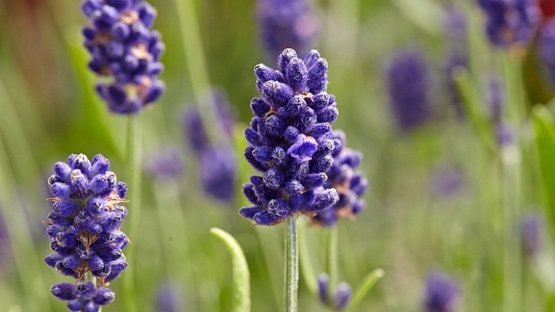 Sharp's Crossing Lavender Farm
