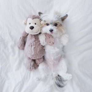 Last Day: Jellycat Sale @ The Paper Store