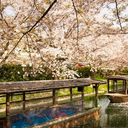 日本樱花季导游团 13天12晚住宿含早+游玩+地面交通