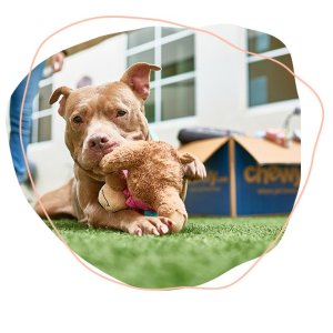 IntroducingChewy Find Pets to Adopt